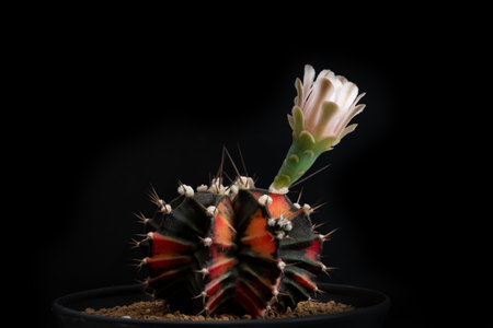 Close up of cactus flower with studio lighting.の写真素材