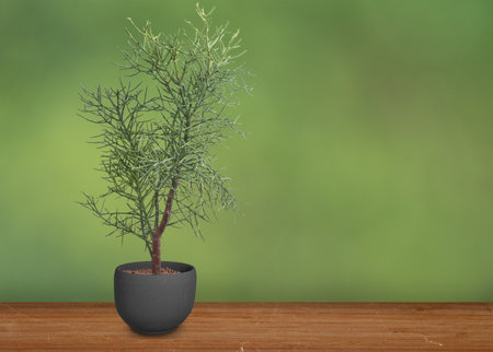 The Less lead tree on black potの写真素材