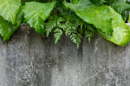 Calathea plant above grunge concrete wallの写真素材
