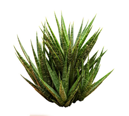 The Snake Plant - Dracaena Trifasciata isolated on white background, high resolution image 45MPの写真素材