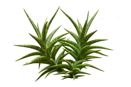 The Snake Plant - Dracaena Trifasciata tree isolate on white background, high resolution image 45MPの写真素材