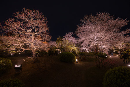 Sakura cherry blossom season in Japanの写真素材
