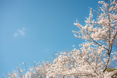 Sakura cherry blossom season in Japan