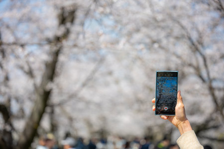 Take photo by smartphone at Sakura cherry blossom season in Japan, Yodogawa kasen park