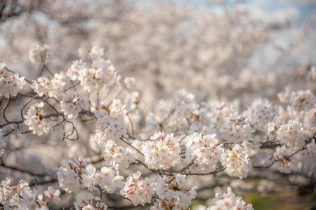 Sakura cherry blossom season in Japanの写真素材
