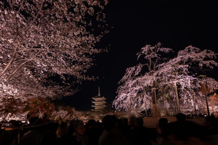 Sakura cherry blossom season in Tijo temple Japanの写真素材
