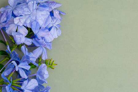 Photo of the background of the cape leadwort flowersの写真素材