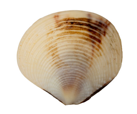 The texture and surface of clam shell isolate on white