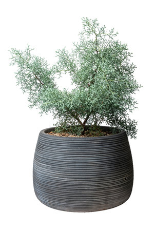 ARIZONA CYPRESS or blue ice Plant photo with high resolution 45MP and focus stacking techniqueの写真素材