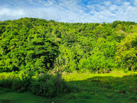 Green forest and blue sky in the morningの写真素材