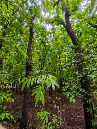 Tropical forest in the rainforestの写真素材