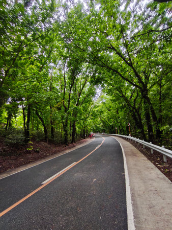 Asphalt road in the forest with green trees on both sides.の写真素材