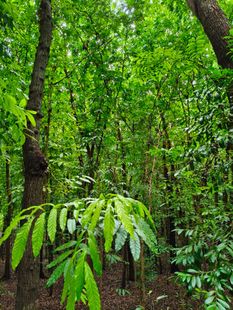 Tropical rainforest. Rainforest Nature backgroundの写真素材