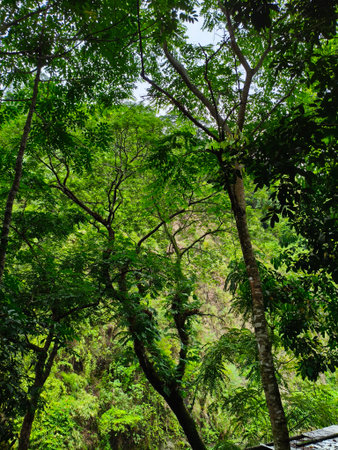 Tropical rainforestの写真素材