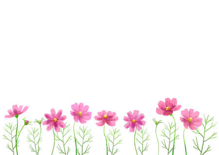 Isolated vector illustration of pink cosmos flowers. Hand painted watercolor background. Concept for autumn.のイラスト素材