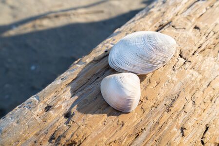 Shells on the driftwoodの写真素材
