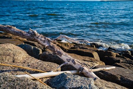 Driftwood on the beachの写真素材