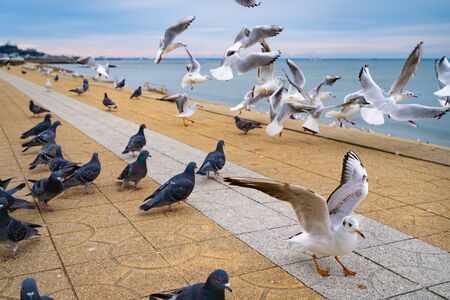 A large number of seagulls and pigeonsの写真素材