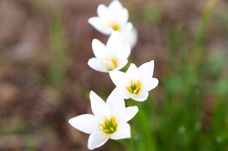 White flowers blooming side by side / white rain lilyの写真素材