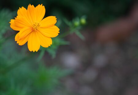 Orange cosmos picturesの写真素材