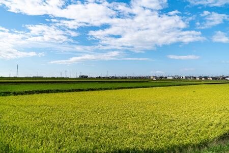 Japanese rice field / rice cultivationの写真素材