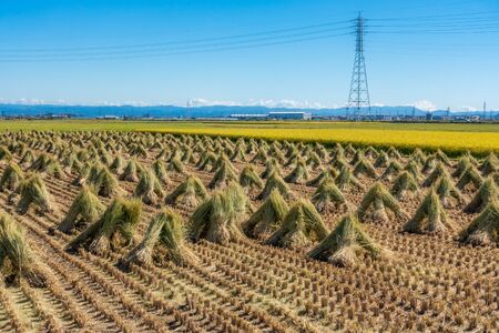 Photo of harvested rice field / Drying rice