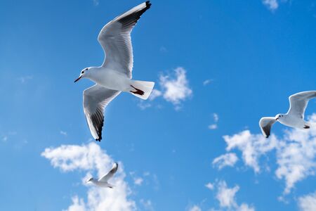 Photos of seagulls flying in the sky / Image of seabirdの写真素材