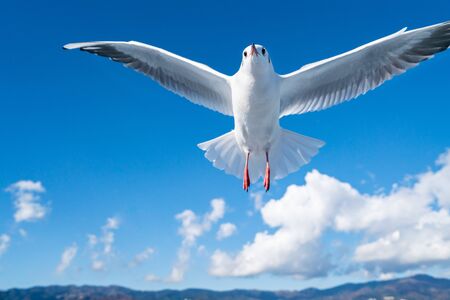 Photos of seagulls flying in the sky / Image of seabirdの写真素材
