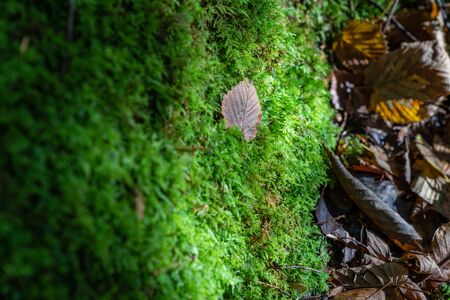 Mountain and Nature Forest imageの写真素材