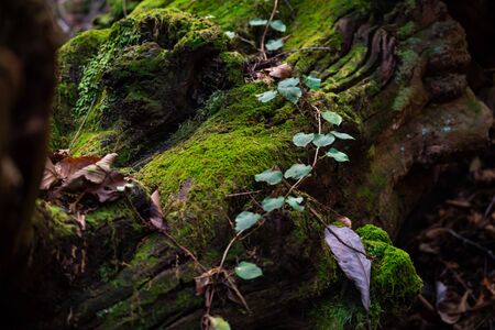 Mountain and Nature Forest image