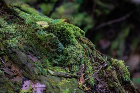Mountain and Nature Forest imageの写真素材