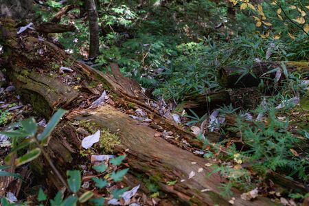 Mountain and Nature Forest imageの写真素材