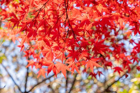 Autumn leaves and autumn image photo
