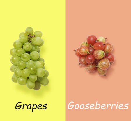 grapes fruits vs Gooseberries on grey and maroon  background high resolutionの写真素材