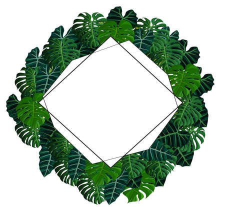 rhombus tropical frame with tropical leaves - monstera leaf on white background for decoration high resolutionの写真素材