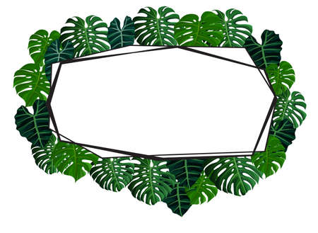 rectangle tropical monstera leaves frame with white background high resolution for wedding or decoration interiorsの写真素材
