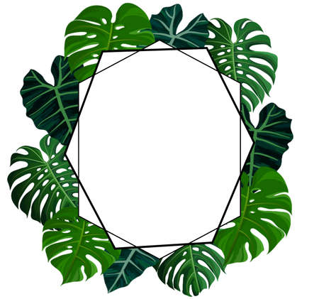 hexagon tropical monstera frame with white background high resolution for wedding or decoration interiorsの写真素材