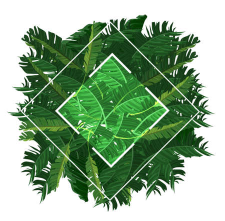 square frame with banana leaves - vector square frame with banana leaves high resolution - nature frameのイラスト素材