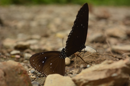 Breeding buterfly in the groundの写真素材