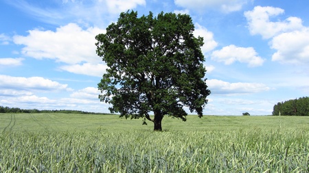 blockheadの写真素材