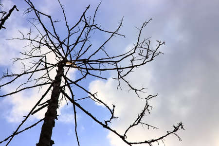 the outlines of a dry tree without leaves against the sky