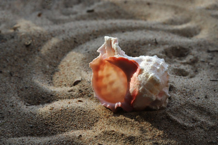Big beautiful seashell on the beach sand, close up