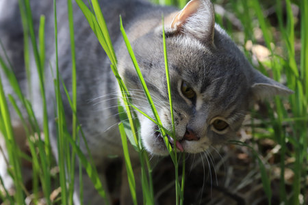 Cat is eating fresh green grass close-up. Vitamins for pets. natural hairball treatment.の写真素材