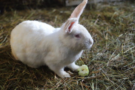 White rabbit with apple in the dry grass in the raddockの写真素材