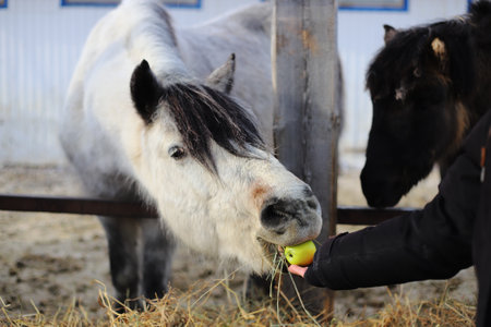Human hand is feeding a white horse with an appleの写真素材