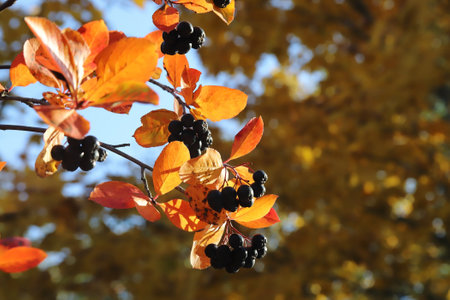 Aronia berries Black Chokeberry close-up in the rays of the evening sun. Branch filled with aronia berries.の写真素材