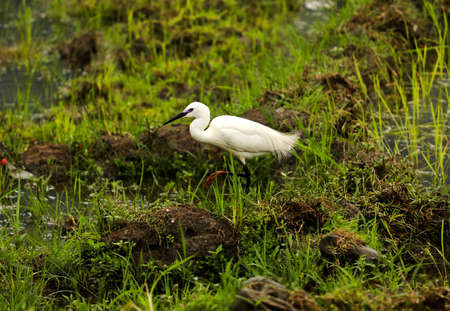White heron captured on a small grassland during morning in Nepal. White heron flying and searching its food.の写真素材