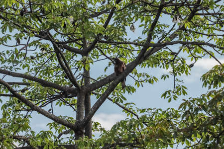 Beautiful black eagle bird sitting on a tree branch in a rainforest at Pokhara,  Nepal.の写真素材