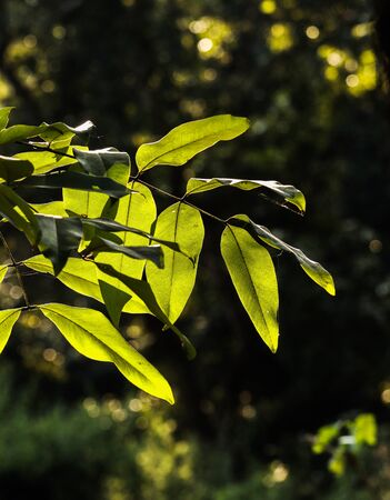 Beautiful natural background of autumn leaves. Background of nature in  golden hour.の写真素材