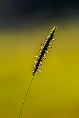 Beautifully focused small grass during autumn fall. Green background. Natural background.の写真素材